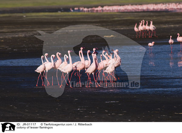 colonyof lesser flamingos / JR-01117